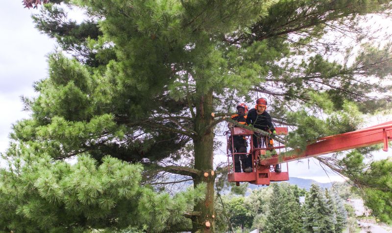 Local Oak Tree Trimming pros at work