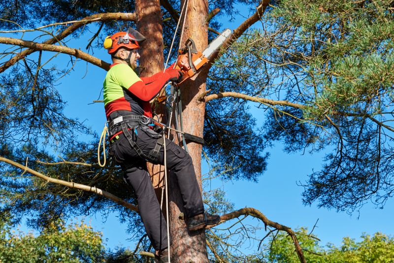 Tree Branch Cutting