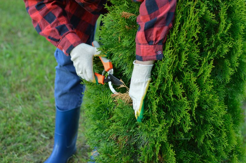 Oak Tree Trimming