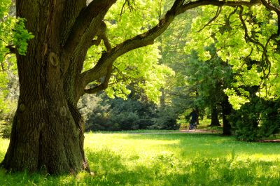 Keep Your Oak Tree Healthy!